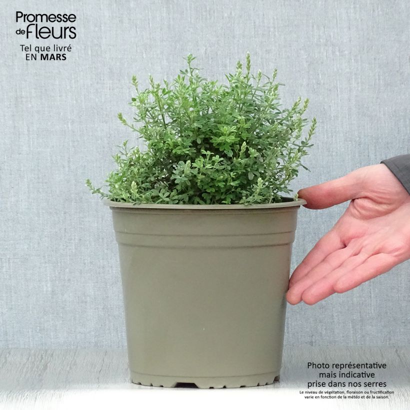 Example of Cytisus racemosus Phebus - Genêt de Tenerife Pot de 4L/5L as you get in printemps