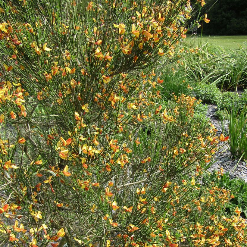 Cytisus scoparius Apricot Gem - Genêt à balais (Flowering)
