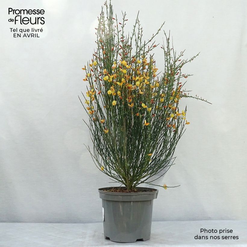Example of Cytisus scoparius Apricot Gem - Genêt à balais Pot de 2L/3L as you get in printemps