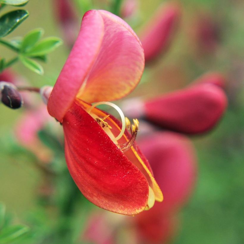 Genêt à balais - Cytisus scoparius Burkwoodii (Flowering)