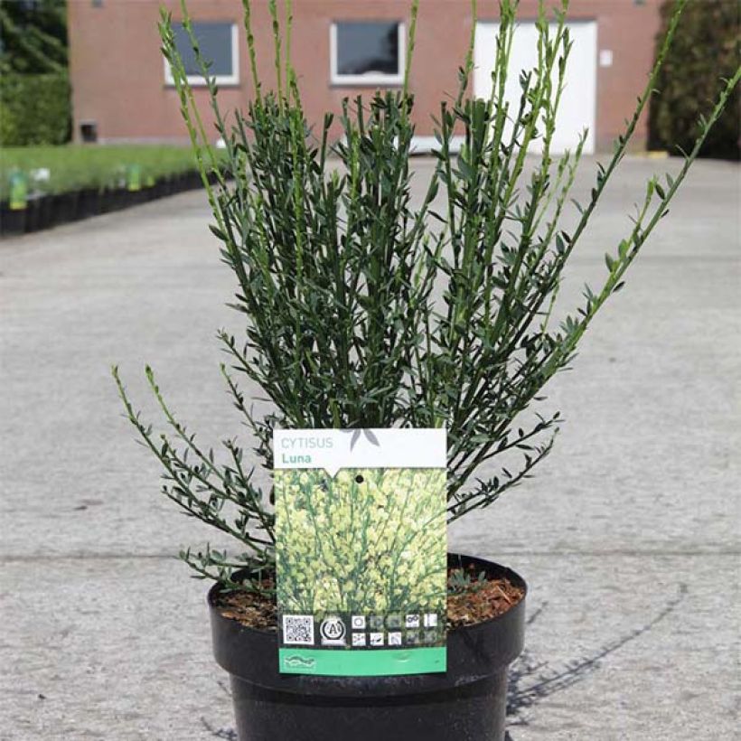 Genêt à balais - Cytisus scoparius Luna (Plant habit)