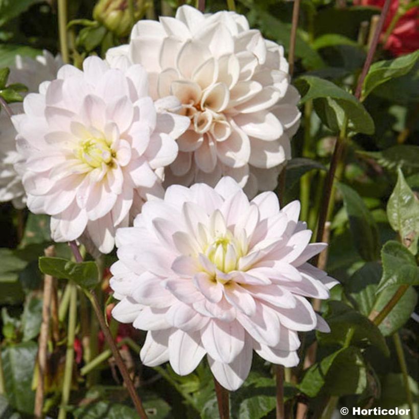 Dahlia décoratif Naples (Flowering)