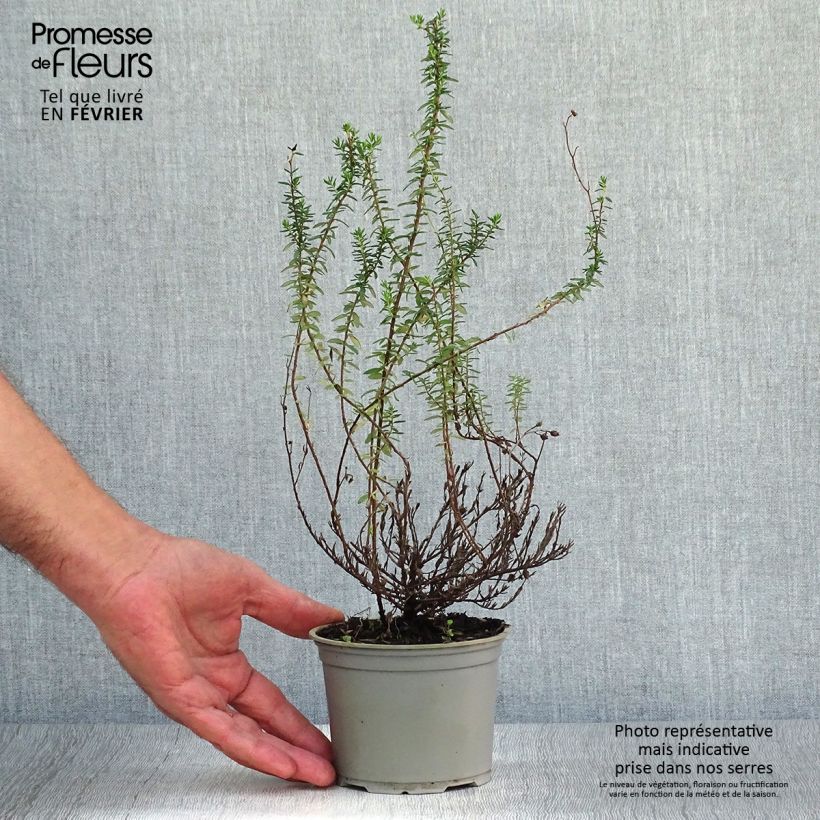 Spécimen de Daboecia cantabrica Alba - Bruyère de Saint Daboec blanche Pot de 10 cm/11cm tel que livré en automne