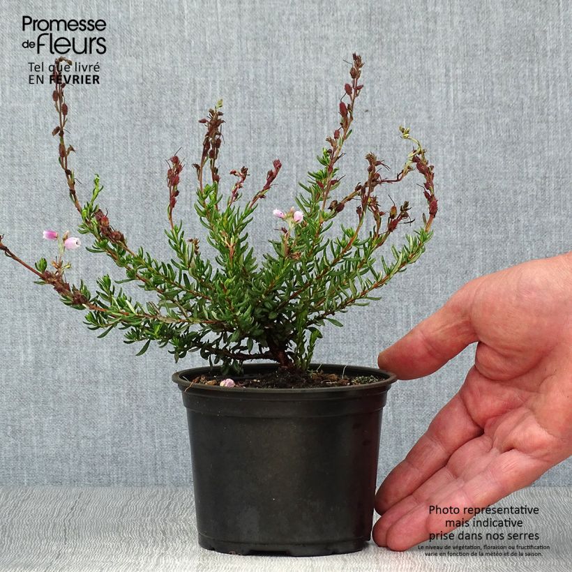 Spécimen de Daboecia cantabrica Waley's Red - Bruyère de Saint Daboec Pot de 10 cm/11cm tel que livré en automne