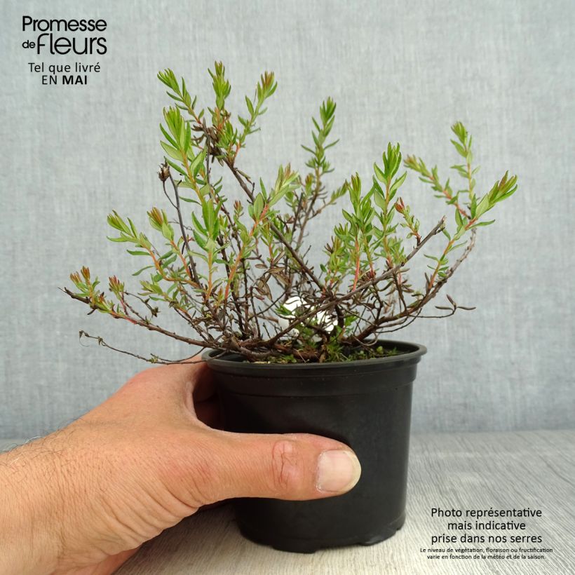 Example of Daboecia cantabrica Waley's Red - Bruyère de Saint Daboec Pot de 12 cm / 13 cm as you get in printemps