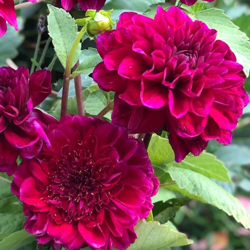 Dahlia anémone Purple Bouquet (Floraison)