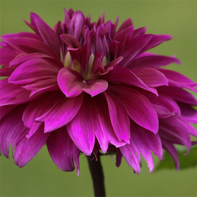 Dahlia décoratif Alva's Regalia (Flowering)