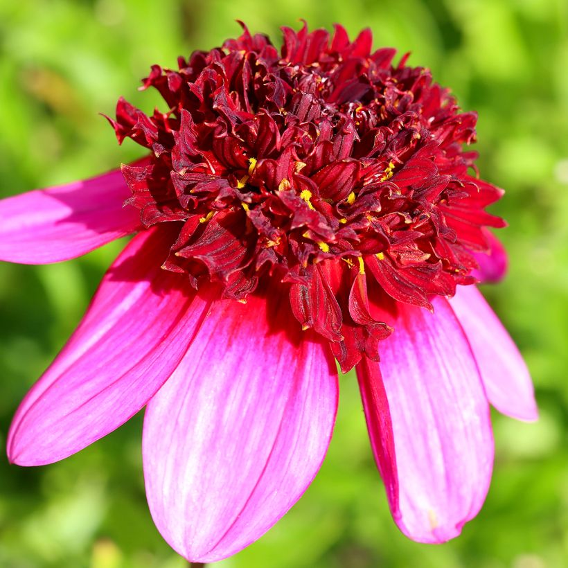 Dahlia anémone Poodle Skirt (Flowering)