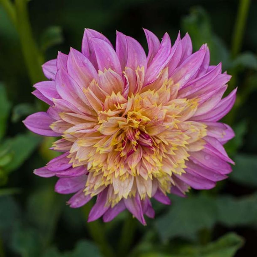Dahlia anémone Garden show (Flowering)