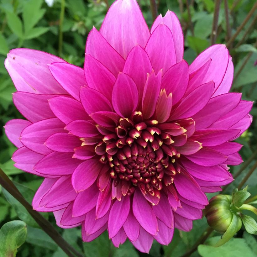 Dahlia Anémone Mambo (Flowering)