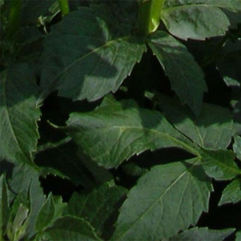 Dahlia anémone Platinum Blonde (Foliage)