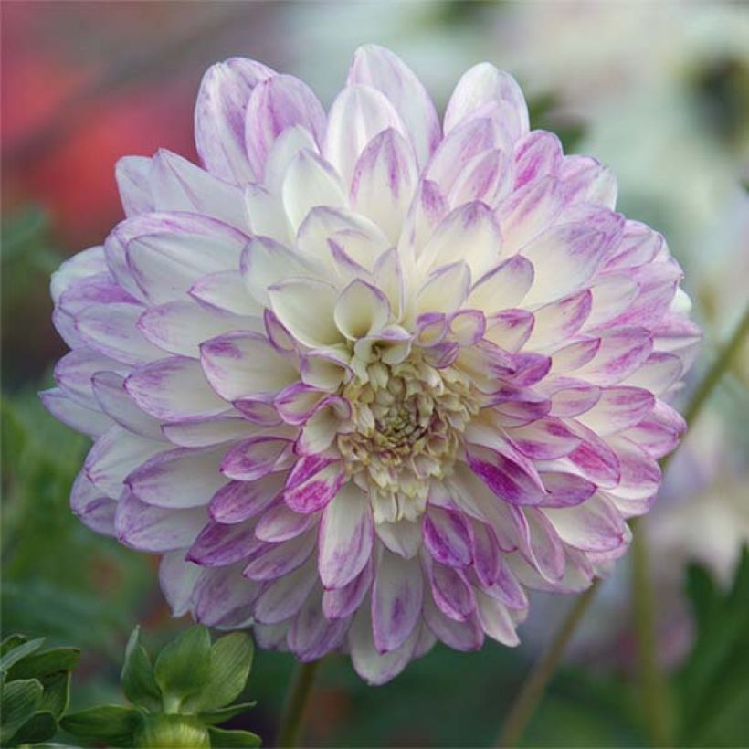 Dahlia anémone Que Sera (Flowering)
