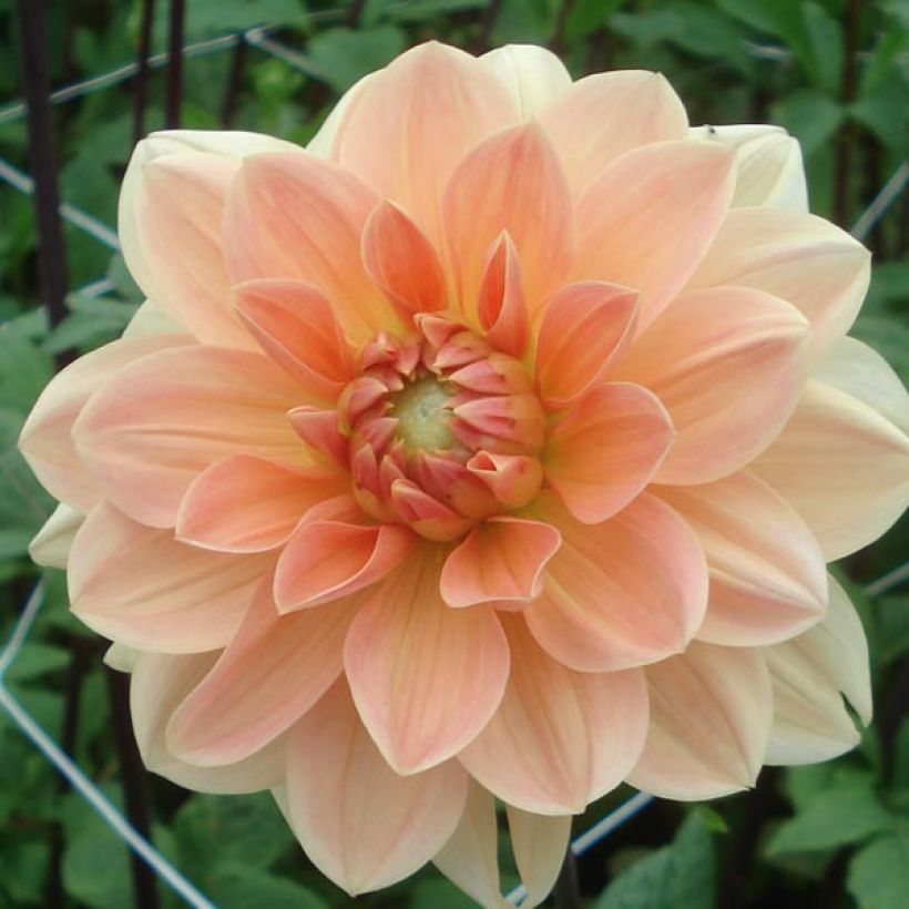 Dahlia camélia Apricot Desire (Flowering)
