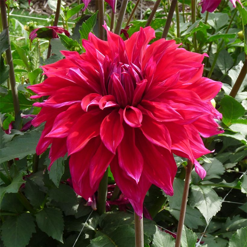 Dahlia décoratif Babylon Paars (Flowering)