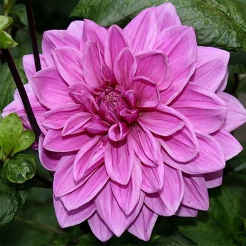 Dahlia décoratif Babylon Rose  (Flowering)