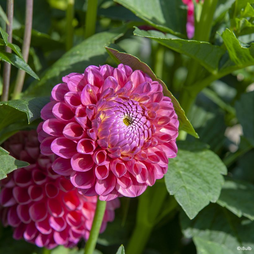 Dahlia balle Jowey Frambo (Flowering)