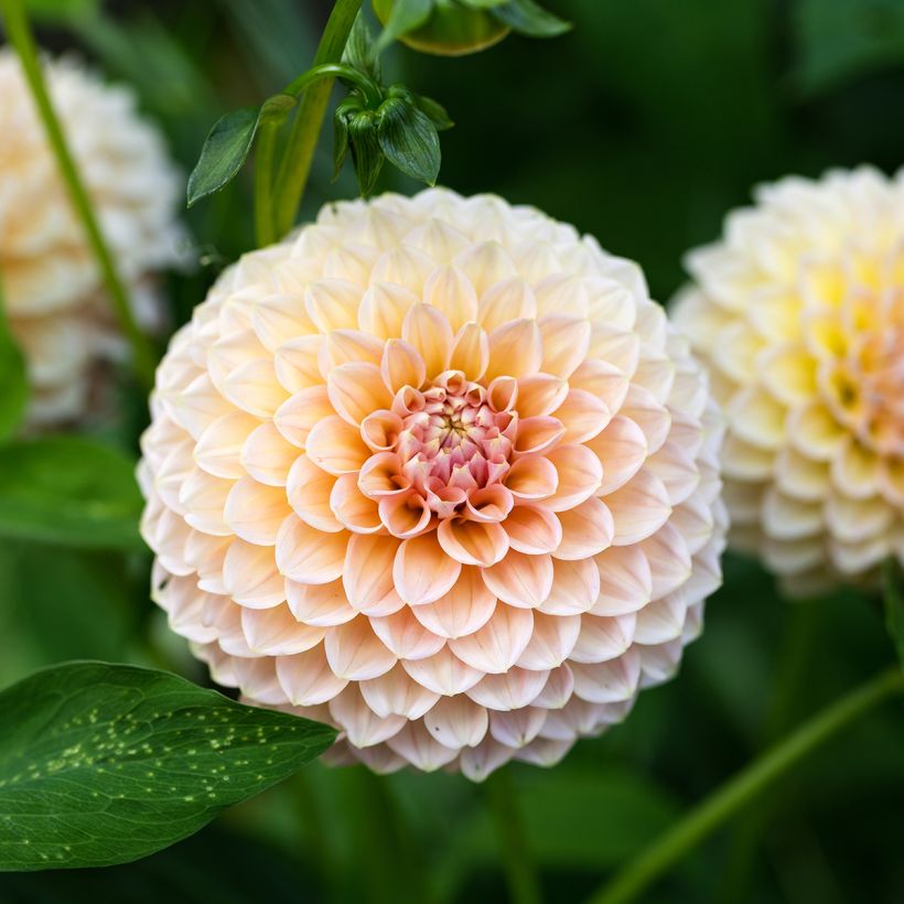 Dahlia balle Linda's Baby (Flowering)