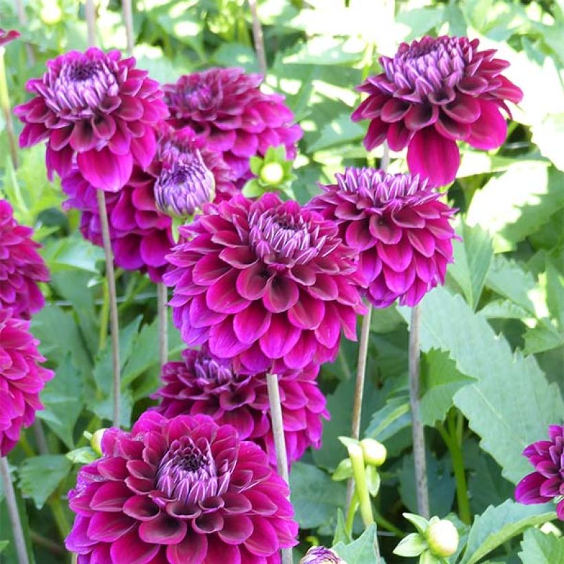 Dahlia décoratif Duke Duweno (Flowering)
