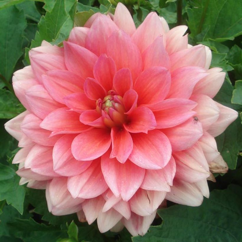 Dahlia nain Berliner Kleene (Flowering)