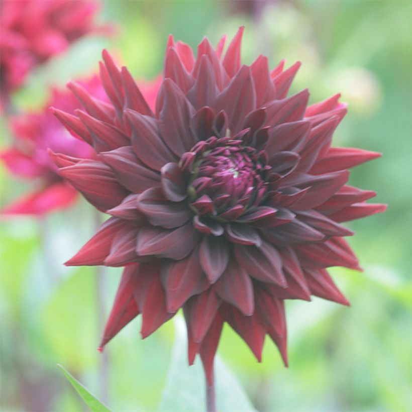 Dahlia Black Wizzard (Floraison)
