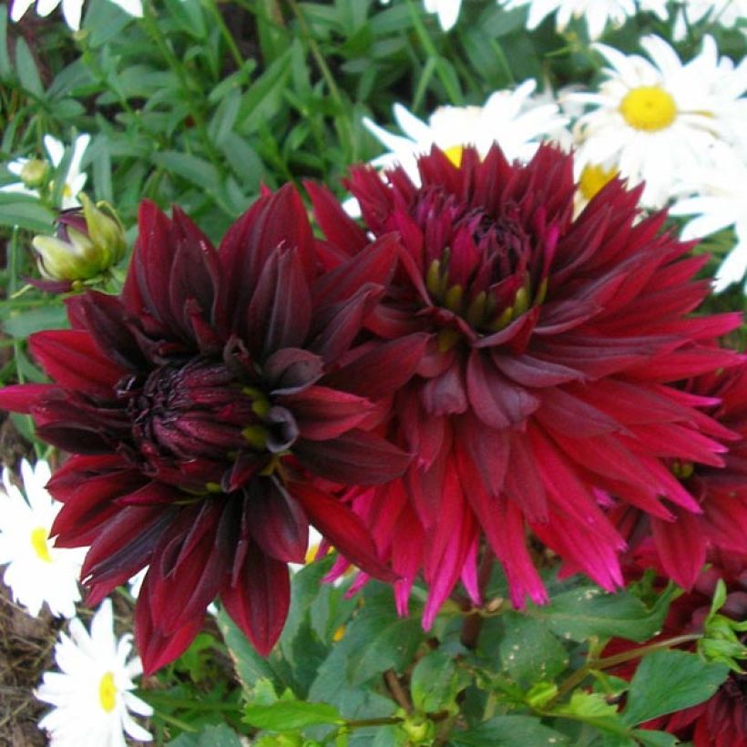 Dahlia Cactus Dentelle Black Touch (Flowering)