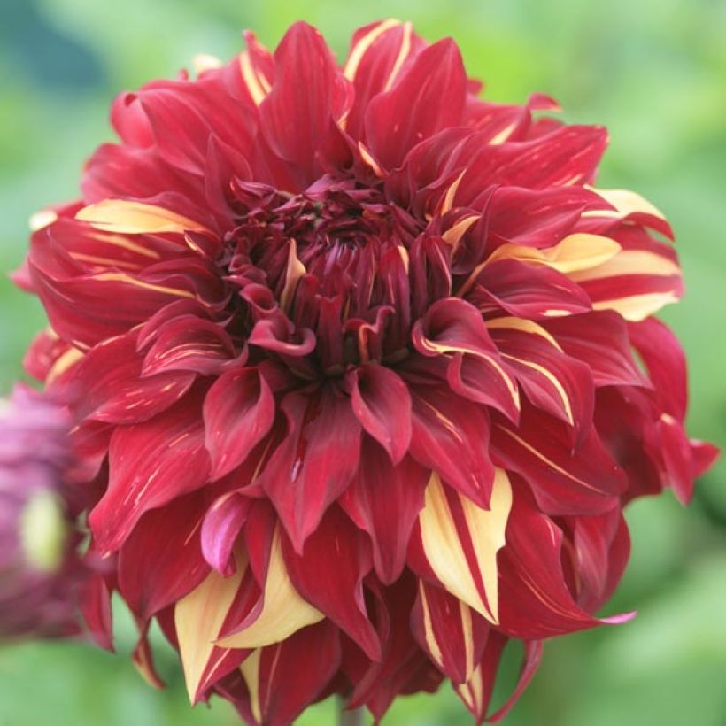 Dahlia géant Bohemian Spartacus (Flowering)