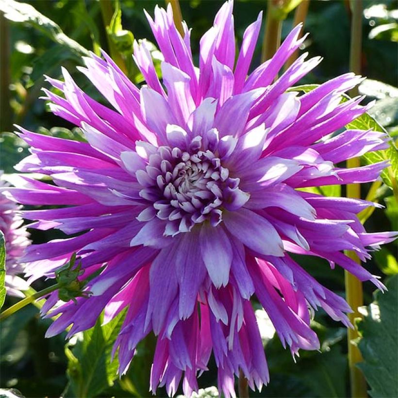 Dahlia cactus dentelle Table Dancer (Flowering)