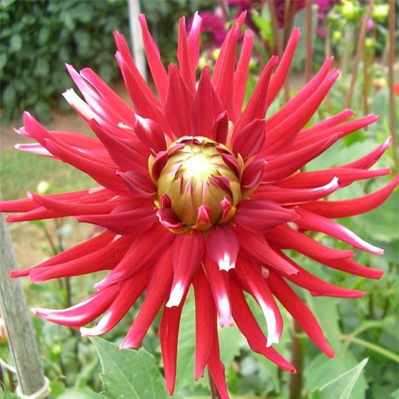 Dahlia cactus Friquolet (Flowering)