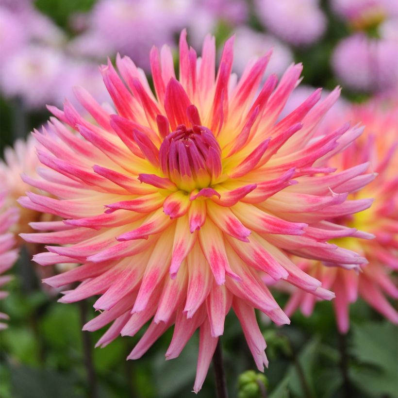 Dahlia cactus Karma Sangria (Flowering)