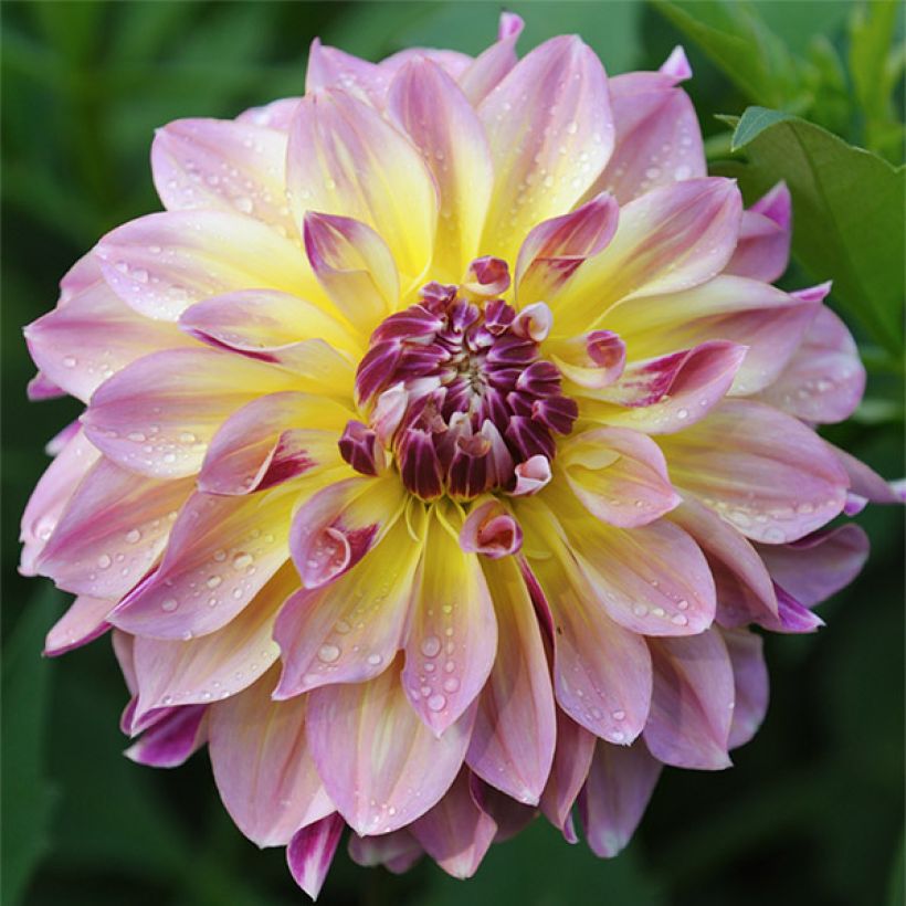 Dahlia géant Caribbean Fantasy (Flowering)