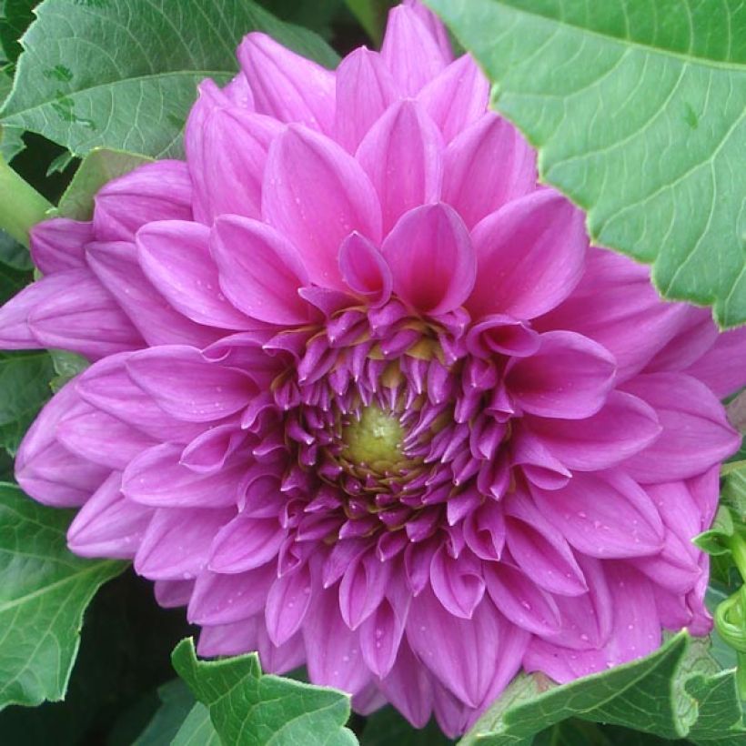 Dahlia nain Claudette (Flowering)