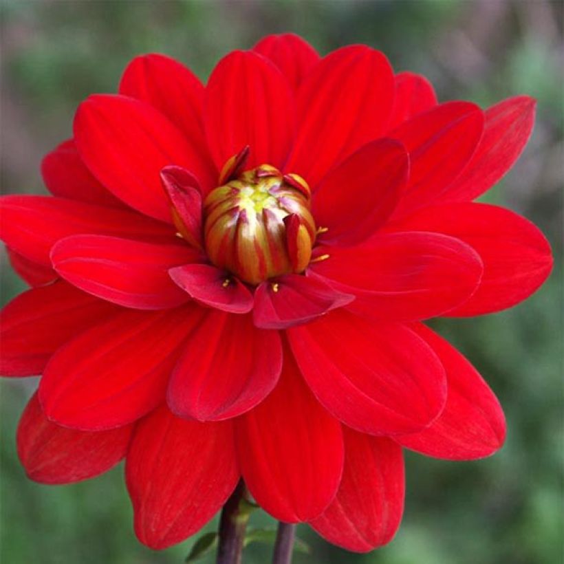 Dahlia camélia Contessa (Flowering)