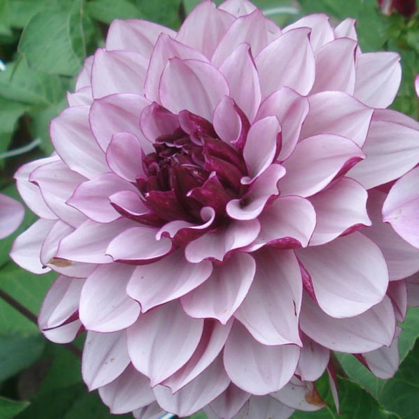 Dahlia décoratif Creme de Cassis (Flowering)