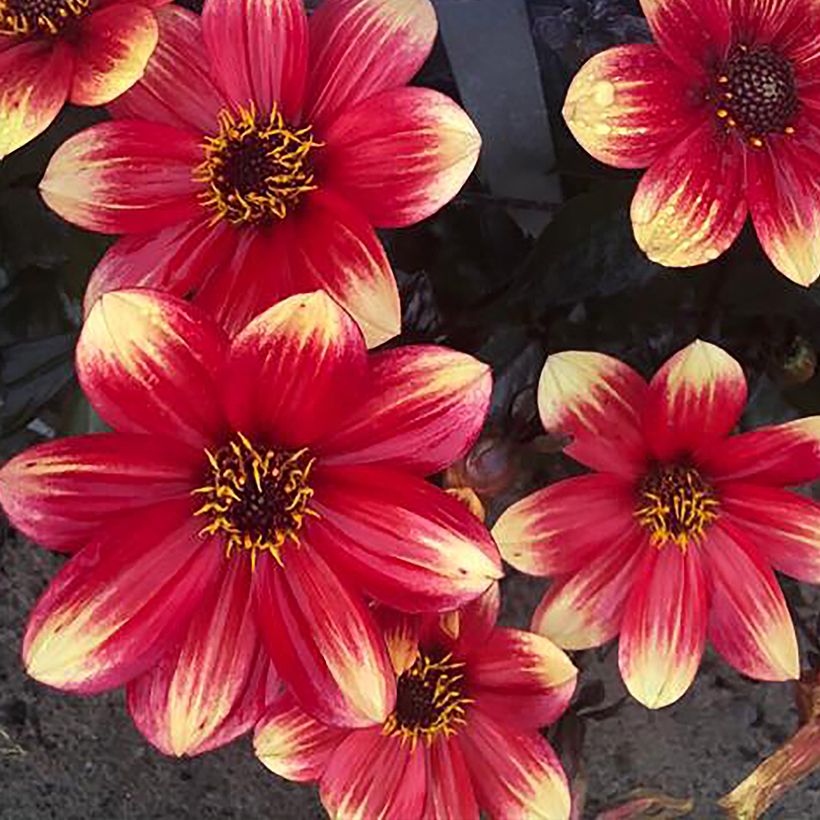 Dahlia nain Dahlegria Bicolore (Flowering)