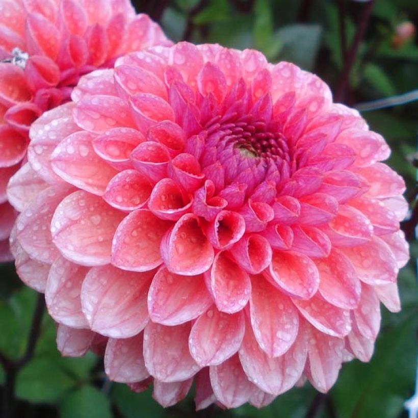 Dahlia décoratif Daisy Duke (Flowering)