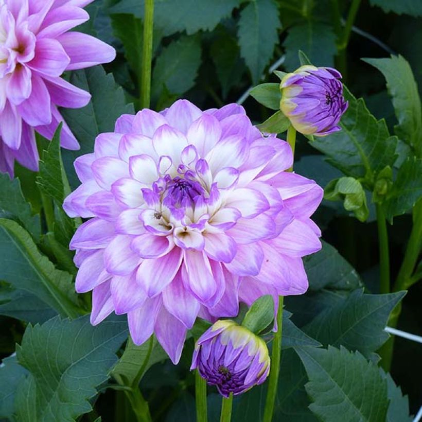 Dahlia décoratif Blue Wish (Flowering)