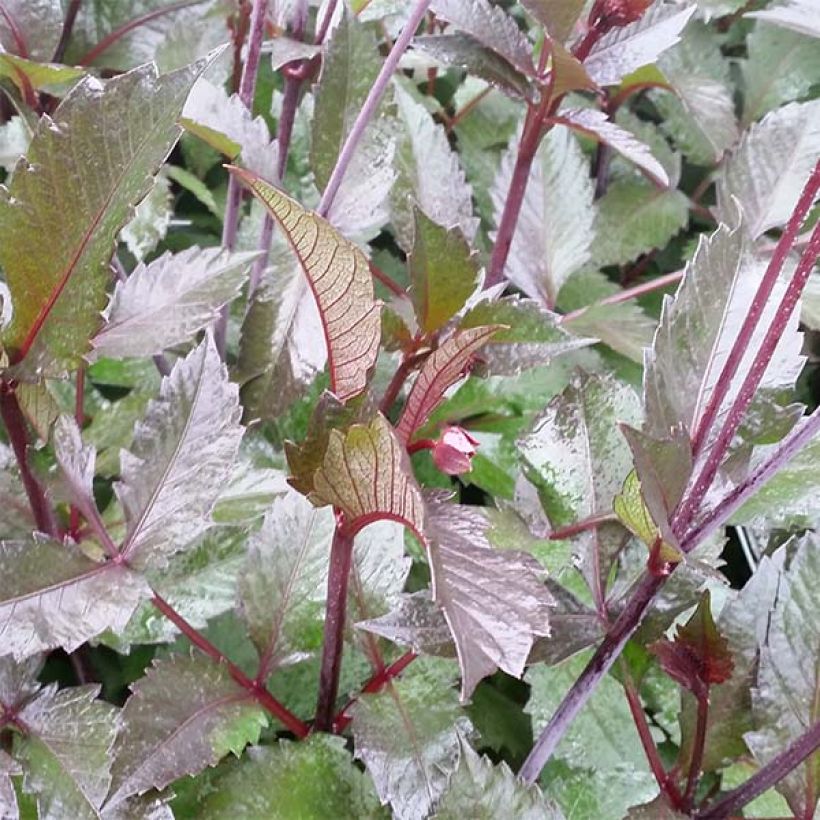 Dahlia décoratif Evening Breeze (Foliage)