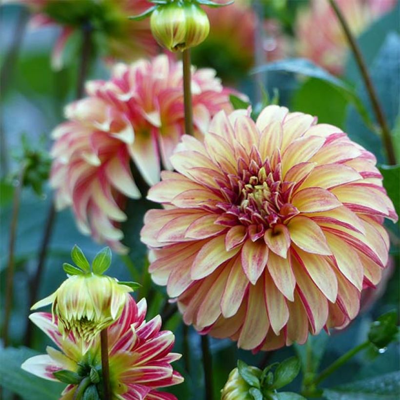 Dahlia décoratif Irish Pinwheel (Flowering)