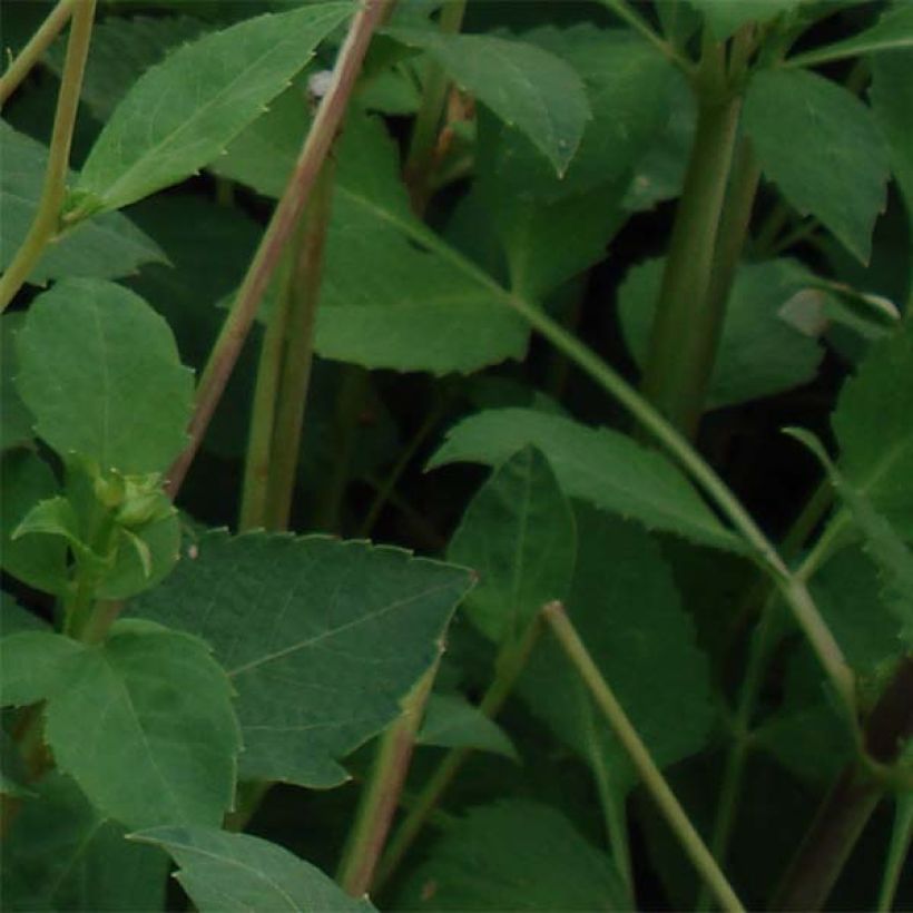 Dahlia décoratif Sunset Tropical (Feuillage)