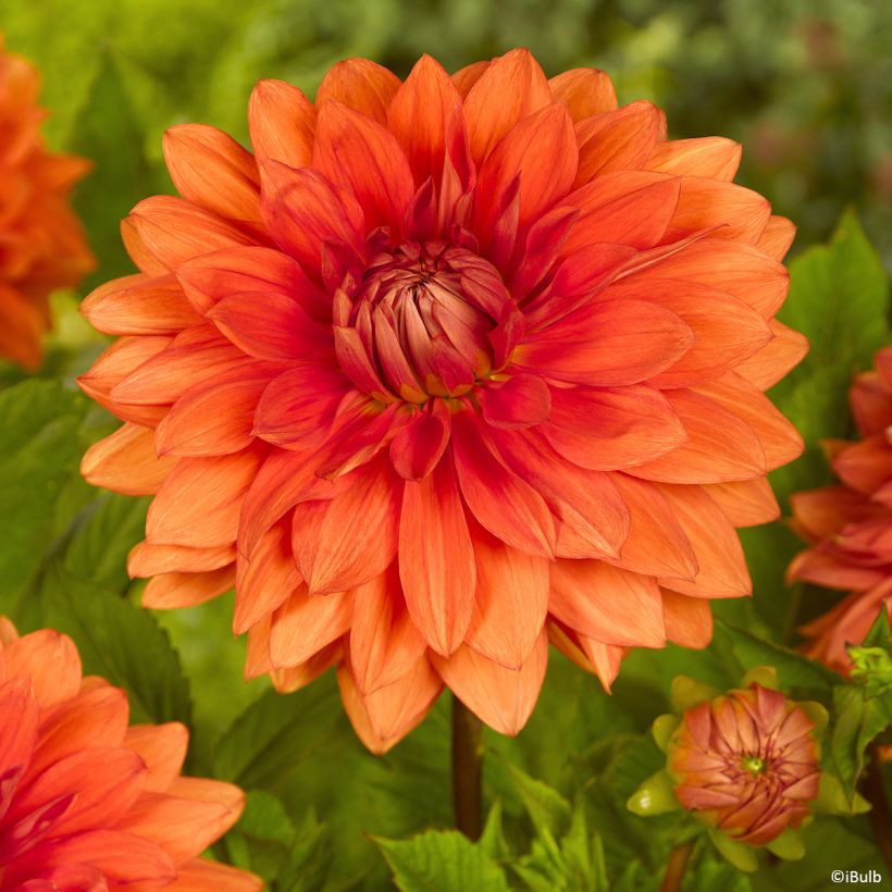 Dahlia décoratif Mrs Eileen (Flowering)