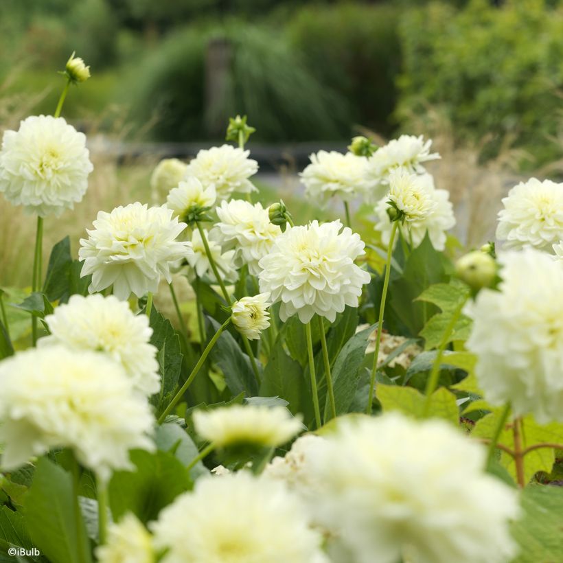 Dahlia décoratif Karma Serena (Flowering)