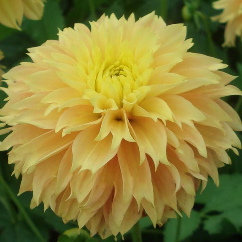 Dahlia fimbriata Deep Impact (Flowering)