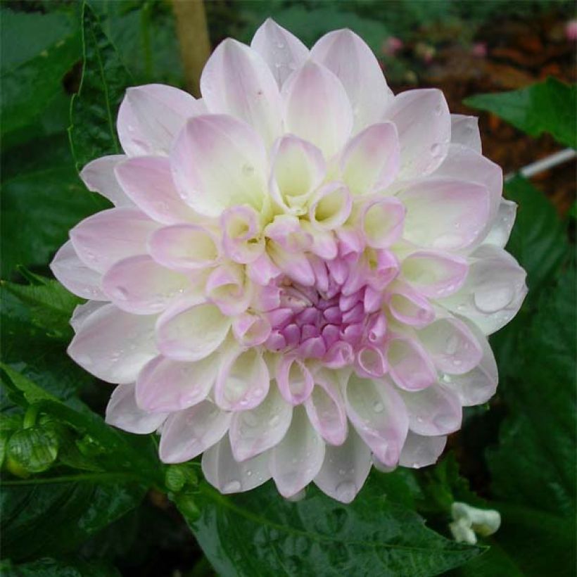 Dahlia décoratif Evelyne (Flowering)