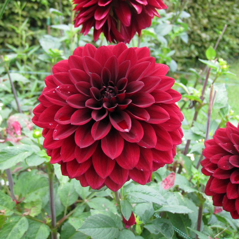 Dahlia Faro (Floraison)