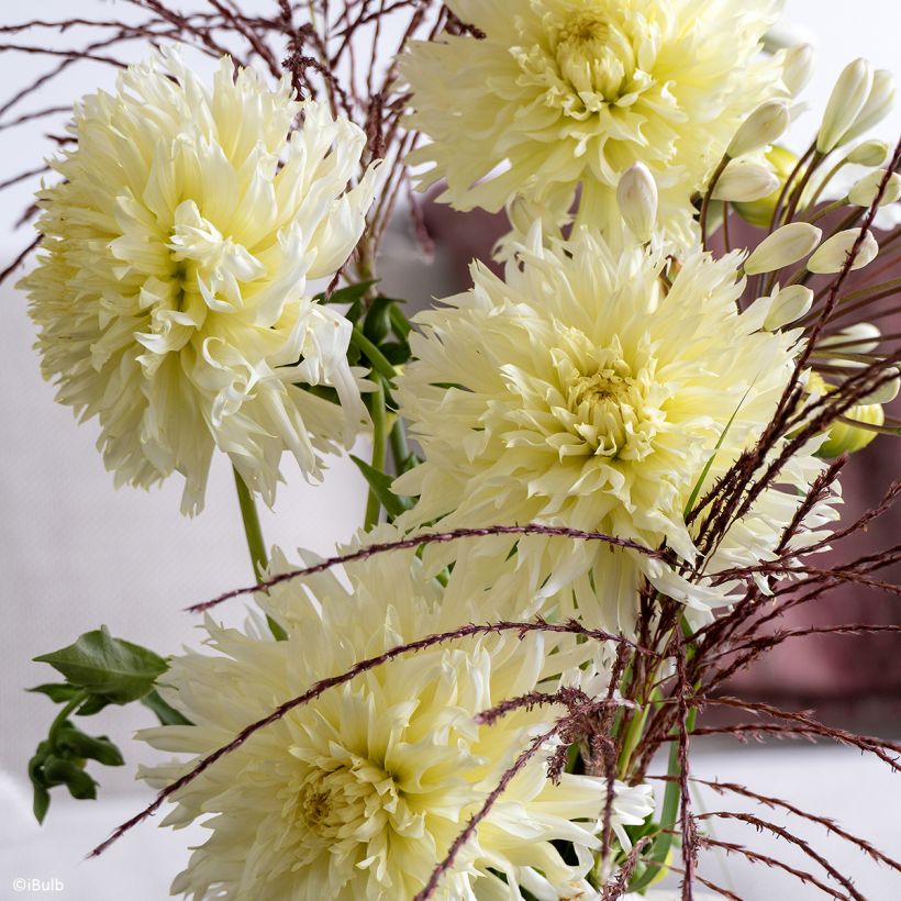 Dahlia fimbriata Promise (Flowering)