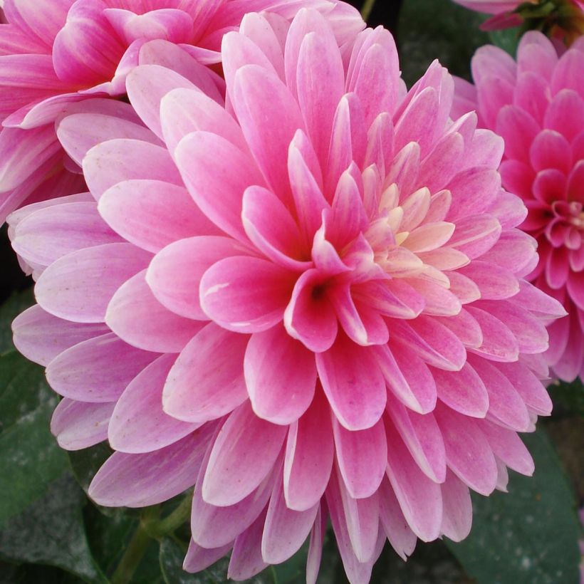 Dahlia nain Gallery Rembrandt (Flowering)