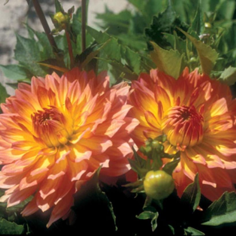 Dahlia nain Gallery Pablo (Flowering)