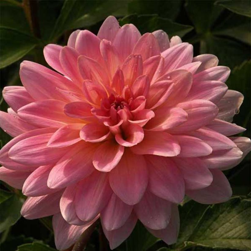 Dahlia camélia Gerrie Hoek (Flowering)