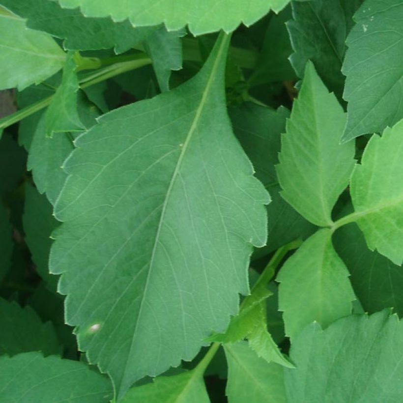 Dahlia camélia Glory of Heemstede (Foliage)