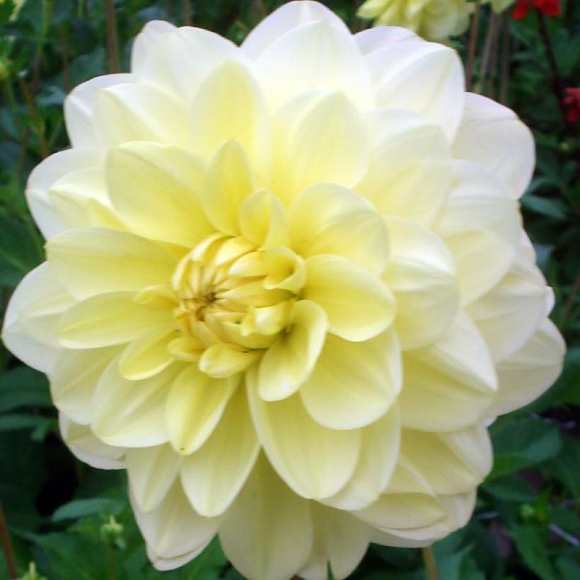 Dahlia camélia Glory of Heemstede (Flowering)